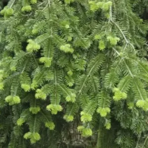 Abies nordmanniana Pendula 10-15 C2L Výhodná Nabídka